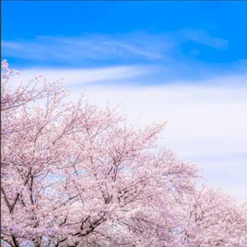 花の季節を楽しむ